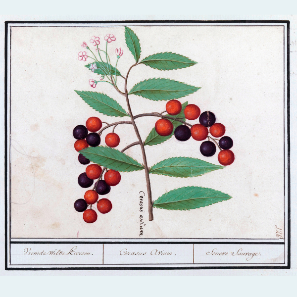 What Is Berberine? Benefits, Uses & How It Works